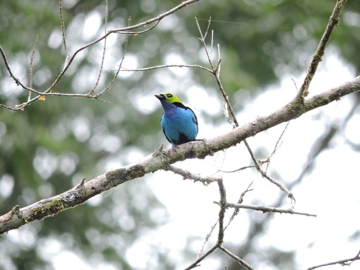 Paradise Tanager - ML135417321