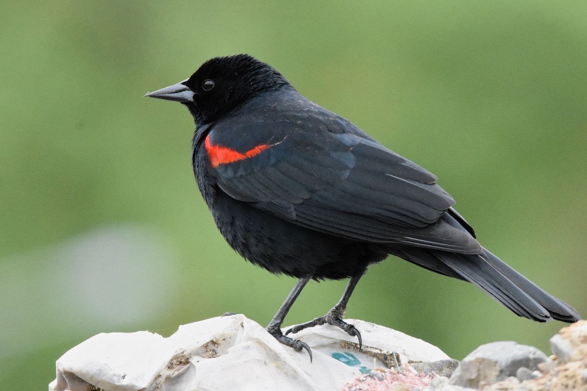 Red-winged Blackbird - George Gibbs