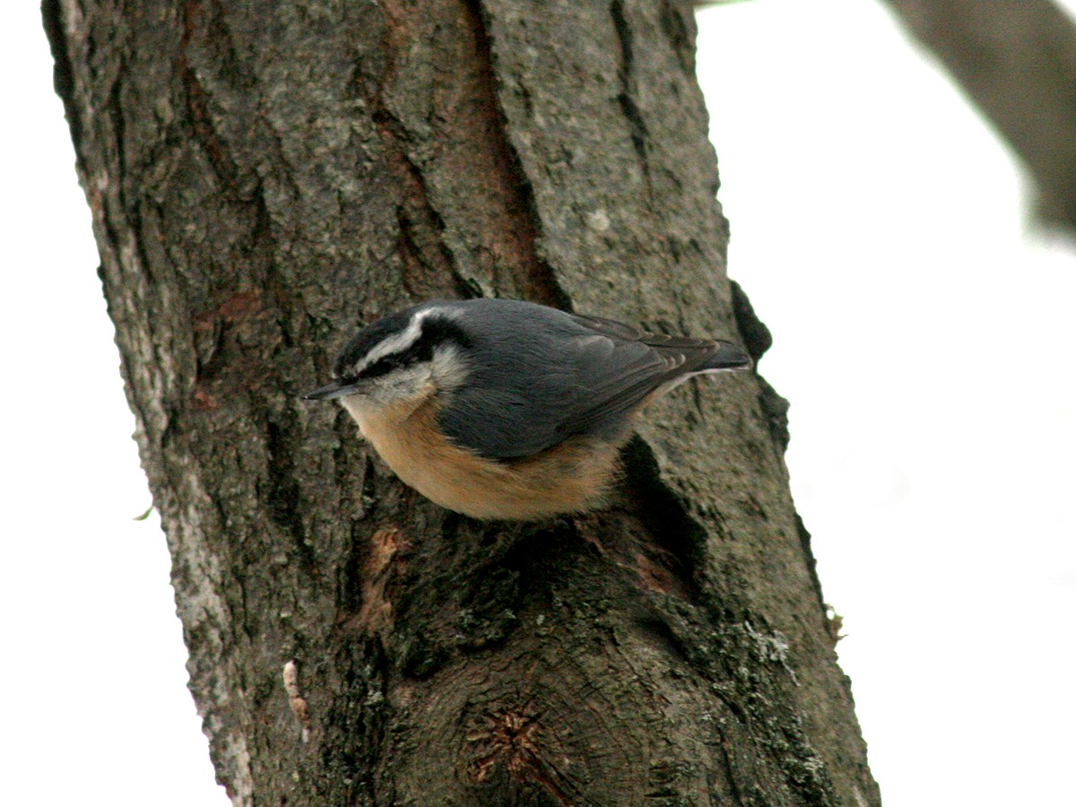 Red-breasted Nuthatch - ML135418231