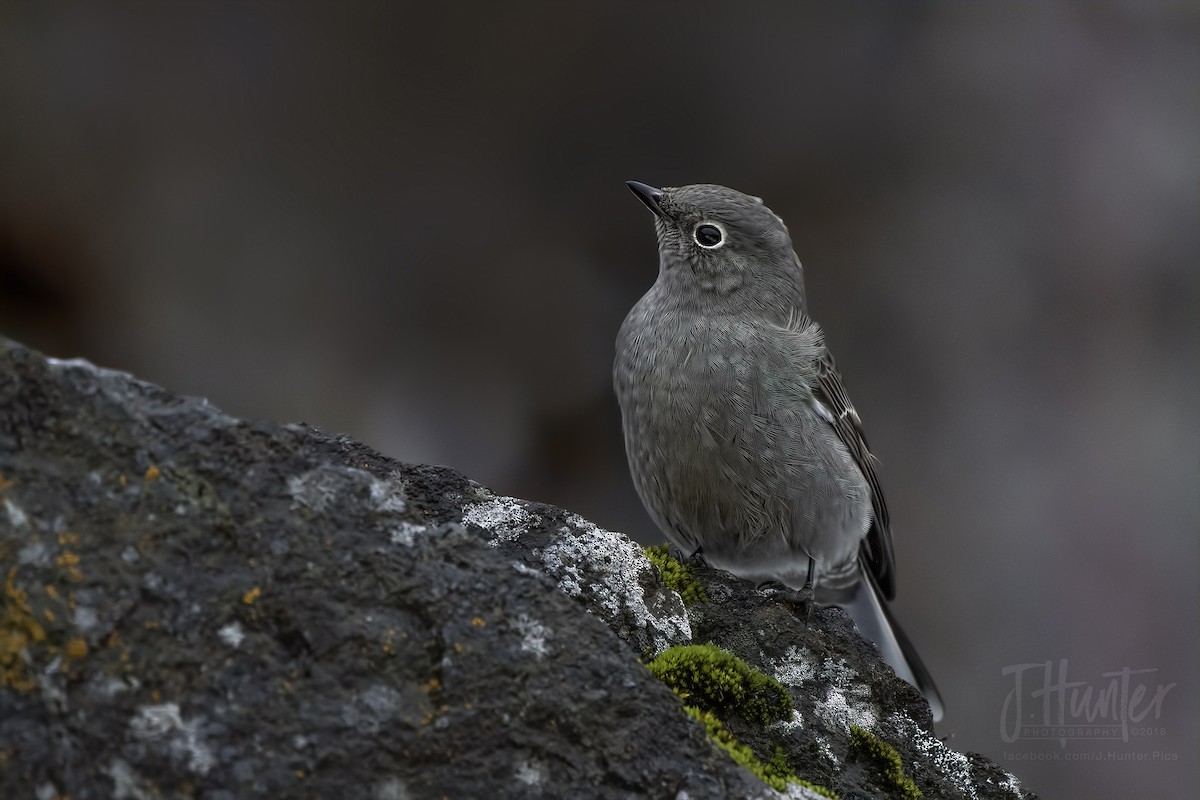 Townsend's Solitaire - Jamin Taylor