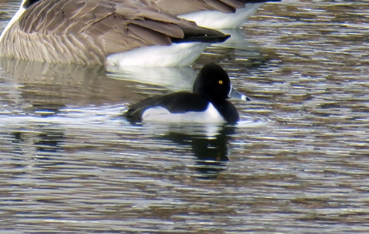 Ring-necked Duck - ML135419771