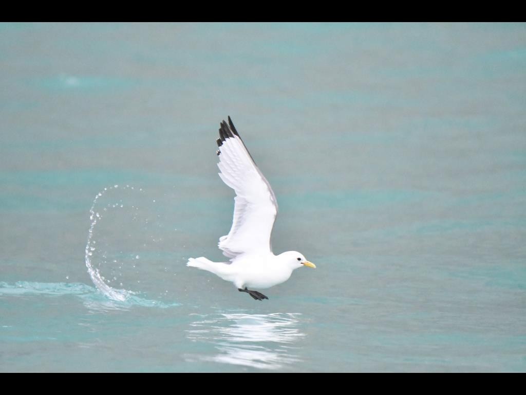 Mouette tridactyle - ML135419981