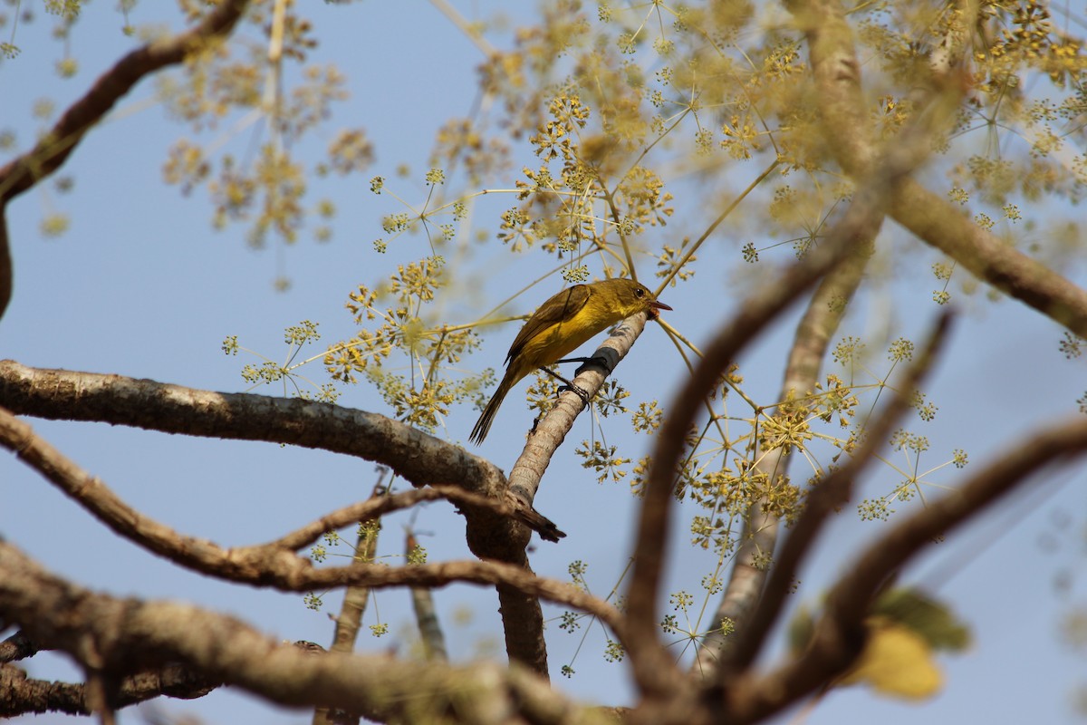 African Yellow-Warbler - ML135420881