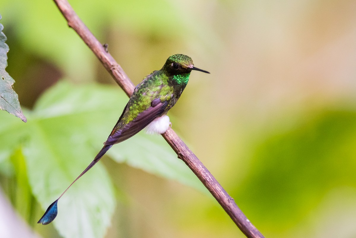 White-booted Racket-tail - ML135422361