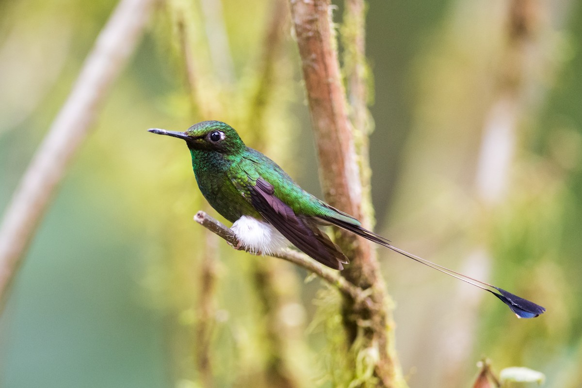 White-booted Racket-tail - ML135422541