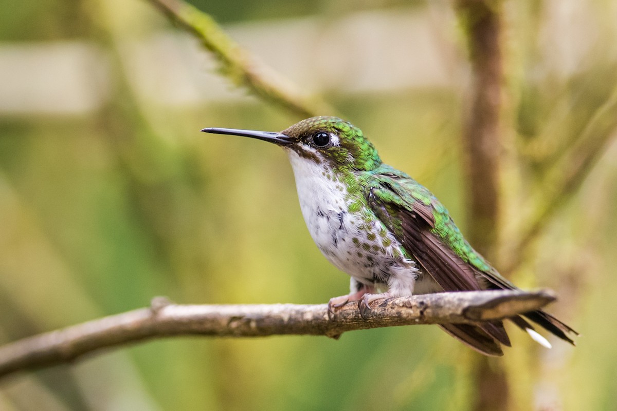 White-booted Racket-tail - ML135422601