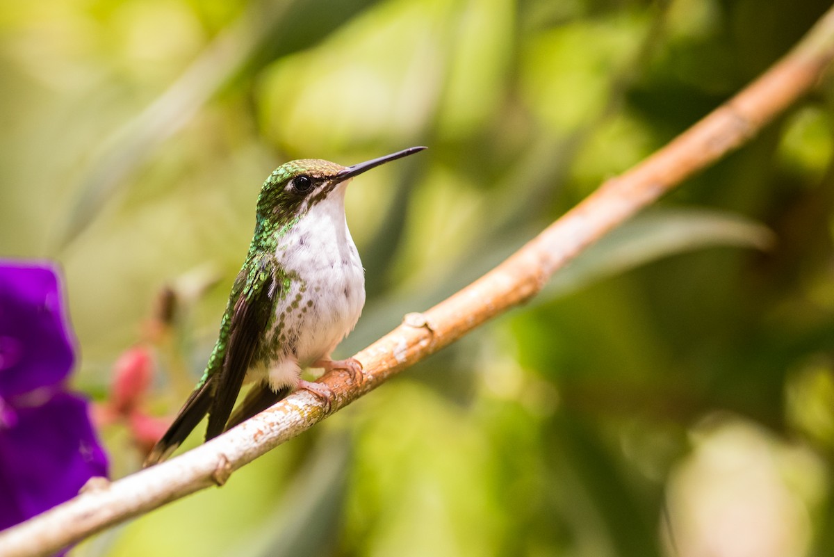White-booted Racket-tail - ML135422811