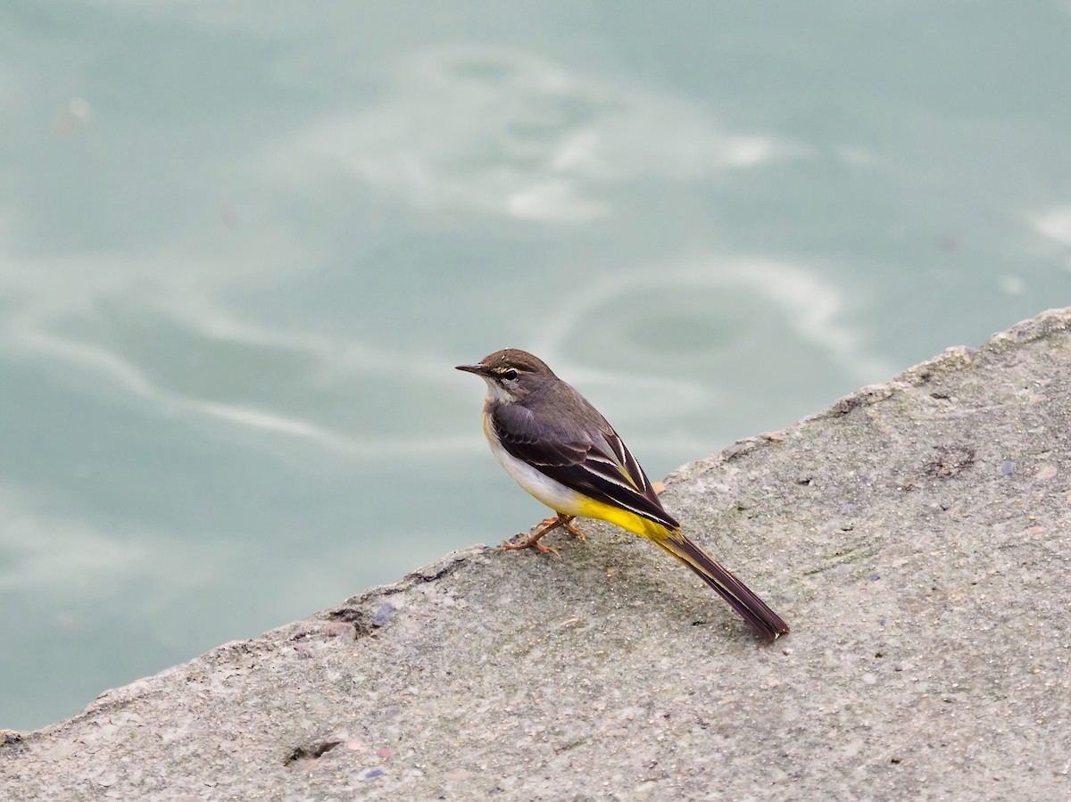 Gray Wagtail - 宇杰 彭