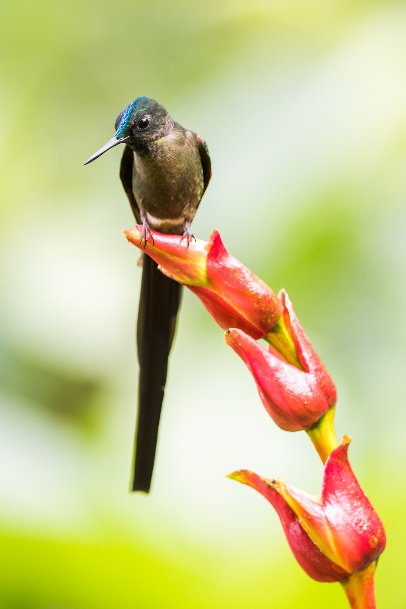 Violet-tailed Sylph - ML135425031