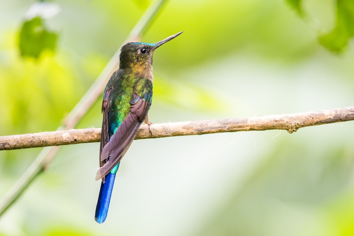 Violet-tailed Sylph - ML135425071