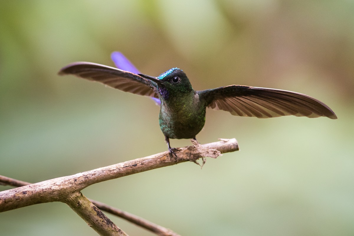 Violet-tailed Sylph - ML135425101