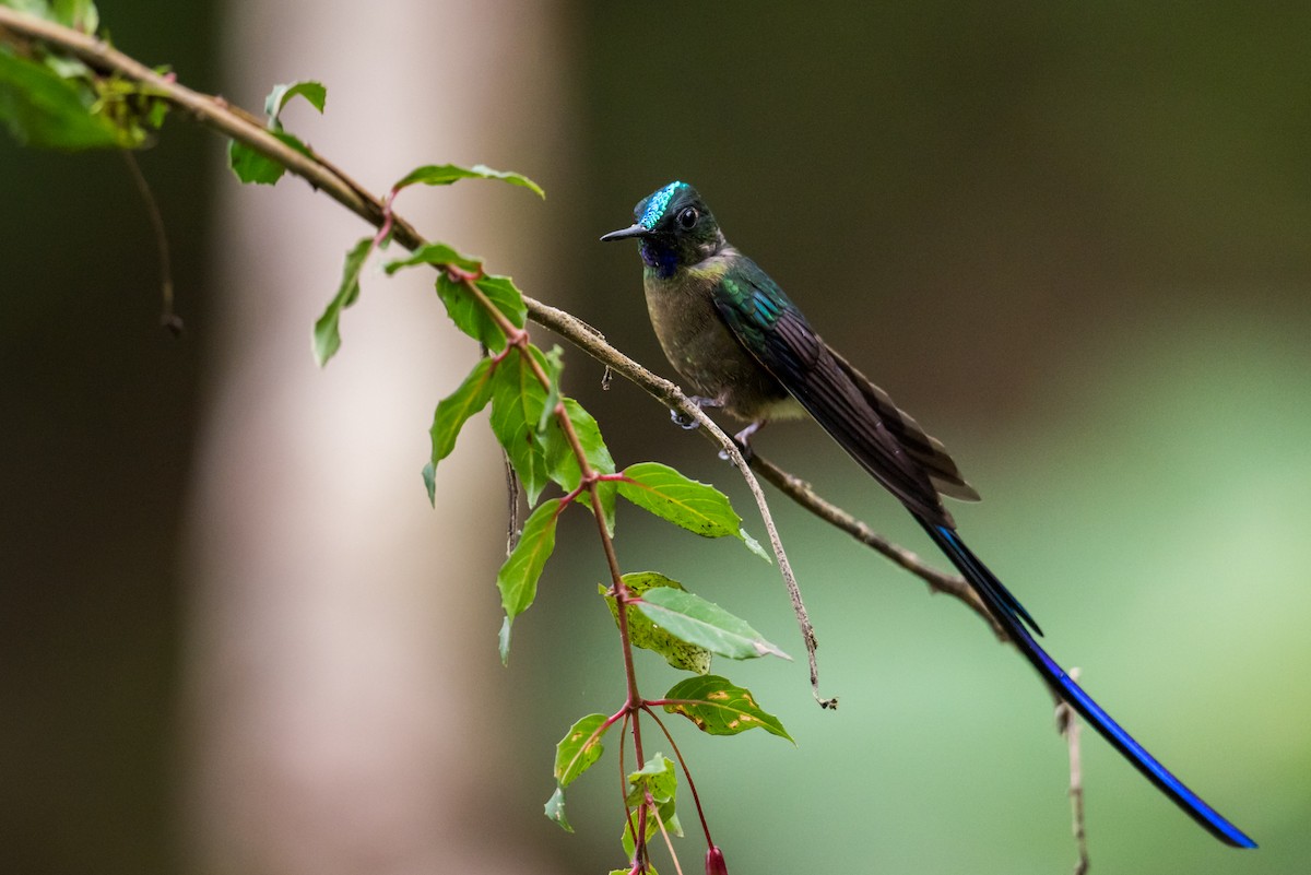 Violet-tailed Sylph - ML135425121