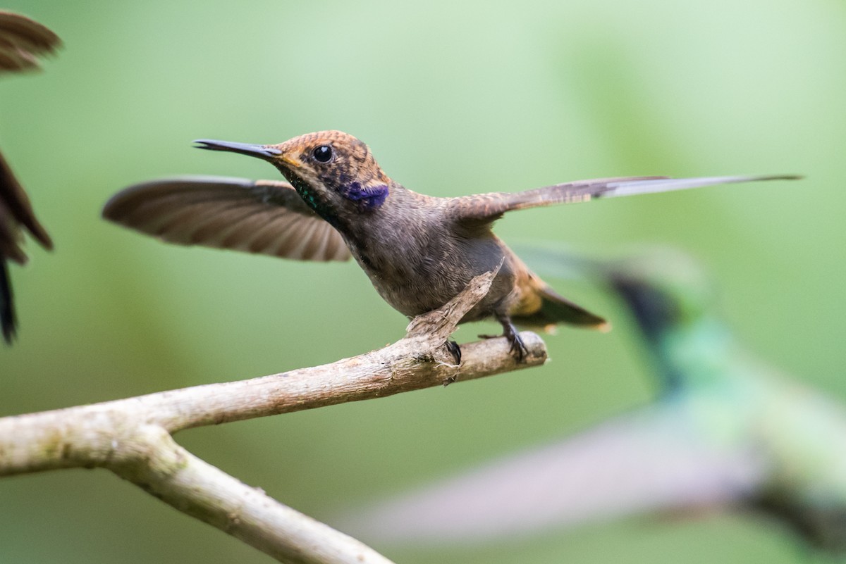 kolibřík fialovouchý - ML135426321