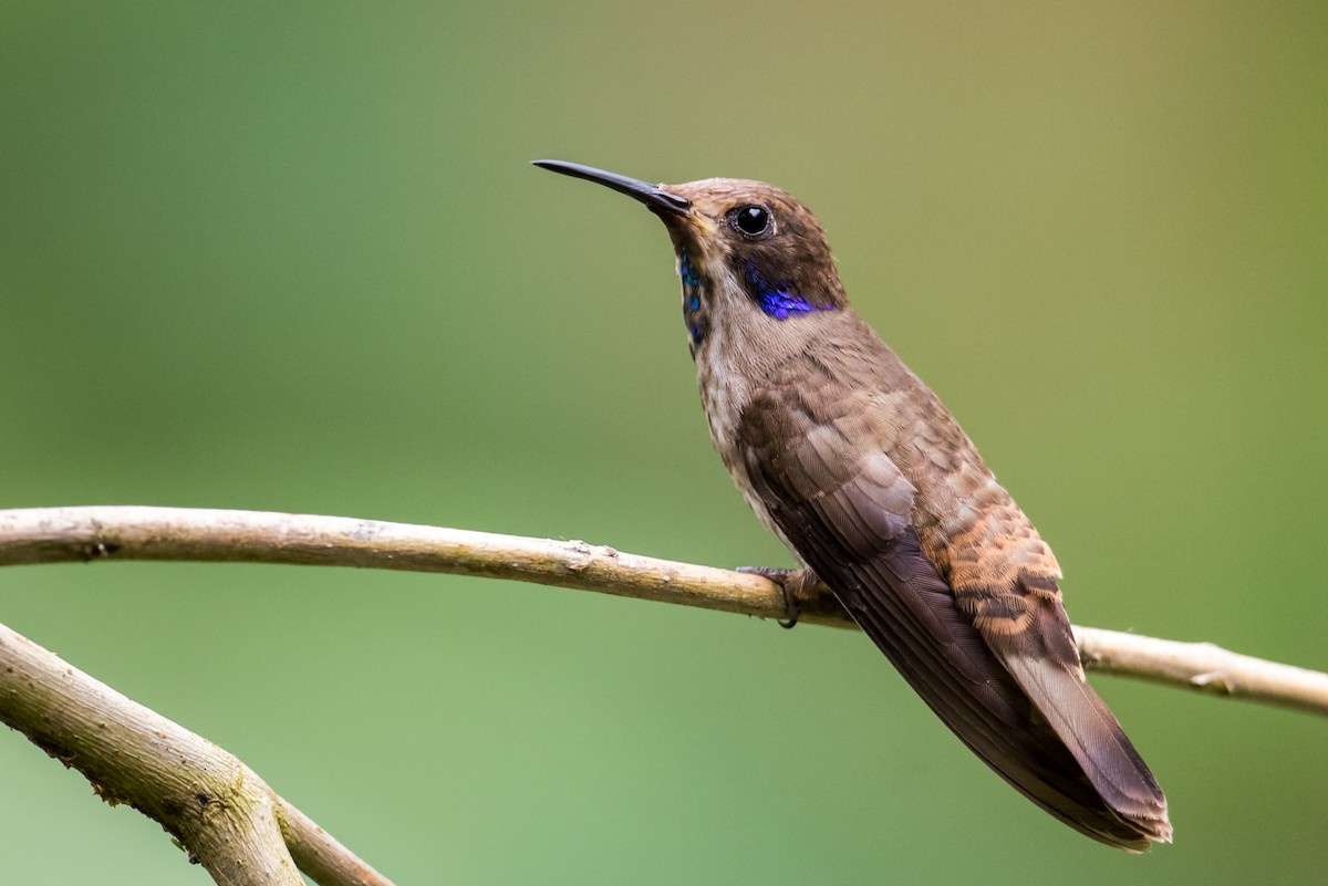 kolibřík fialovouchý - ML135426331