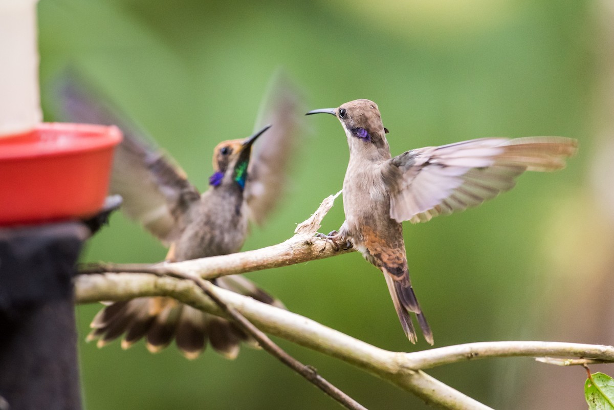 kolibřík fialovouchý - ML135426401