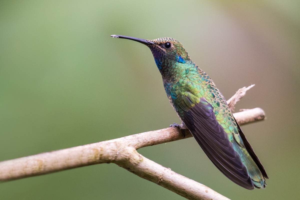 kolibřík modrolící - ML135427041
