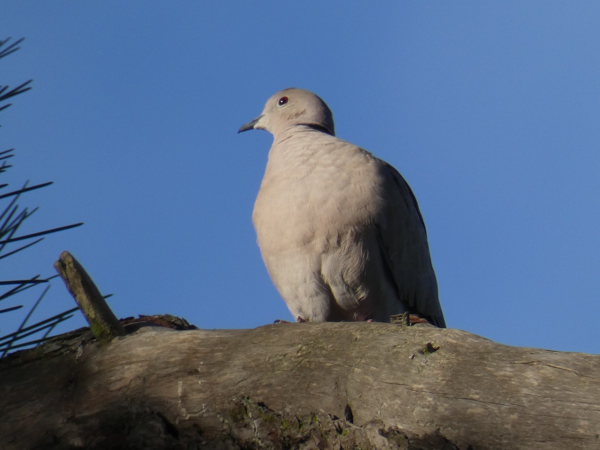 Eurasian Collared-Dove - Nuno Lucas