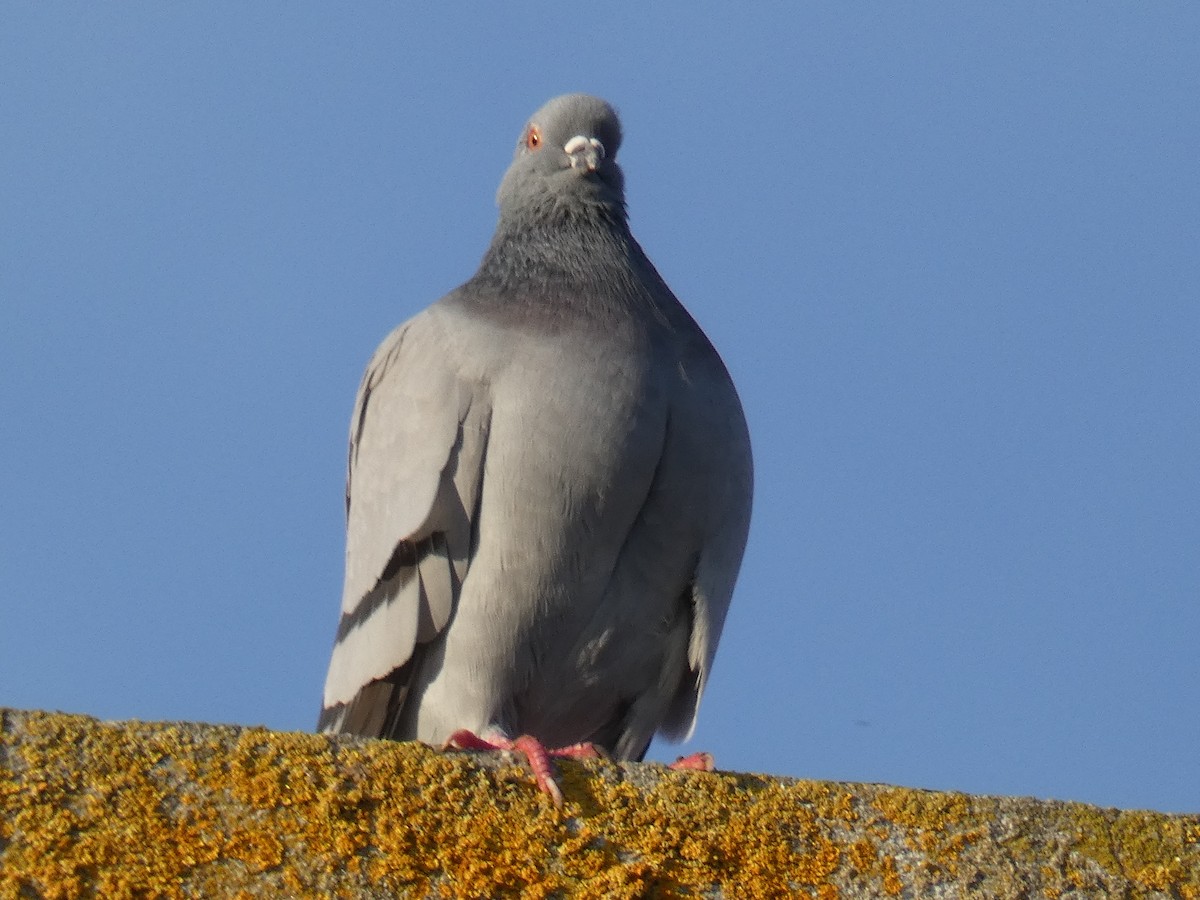 Rock Pigeon (Feral Pigeon) - Nuno Lucas