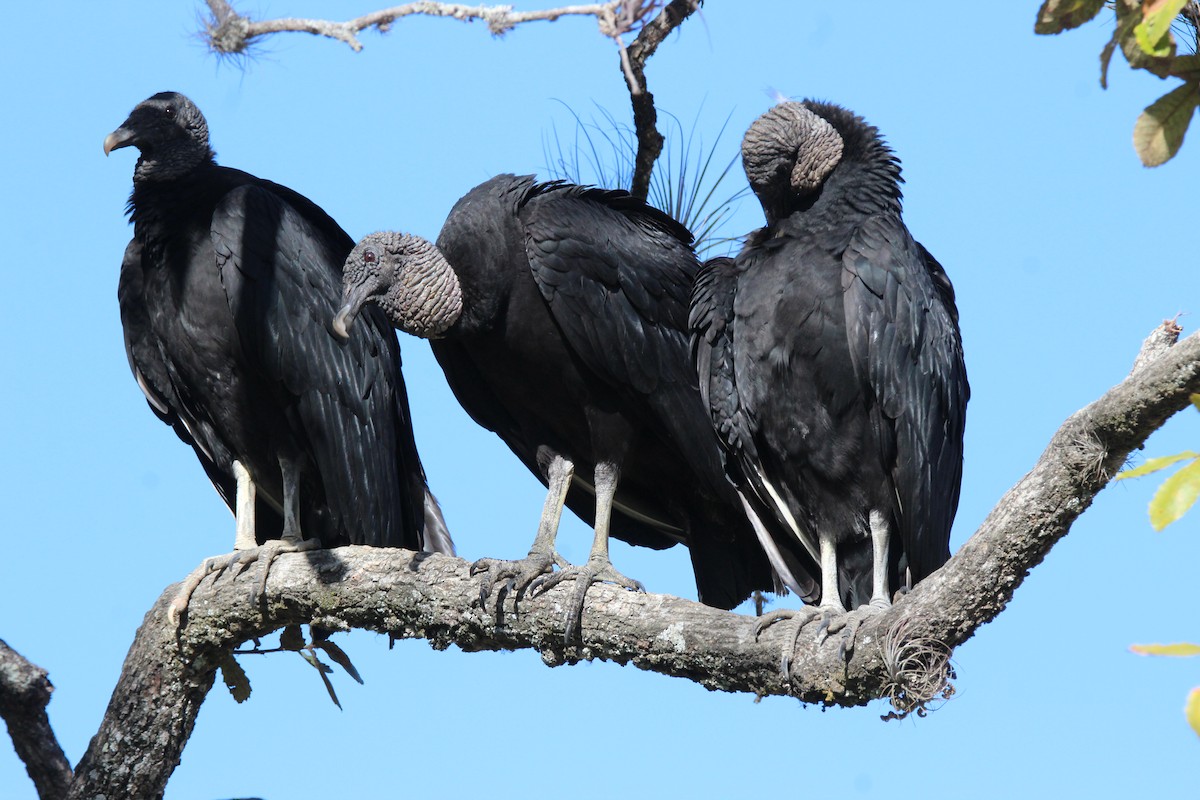 Black Vulture - Lisseth Hernández