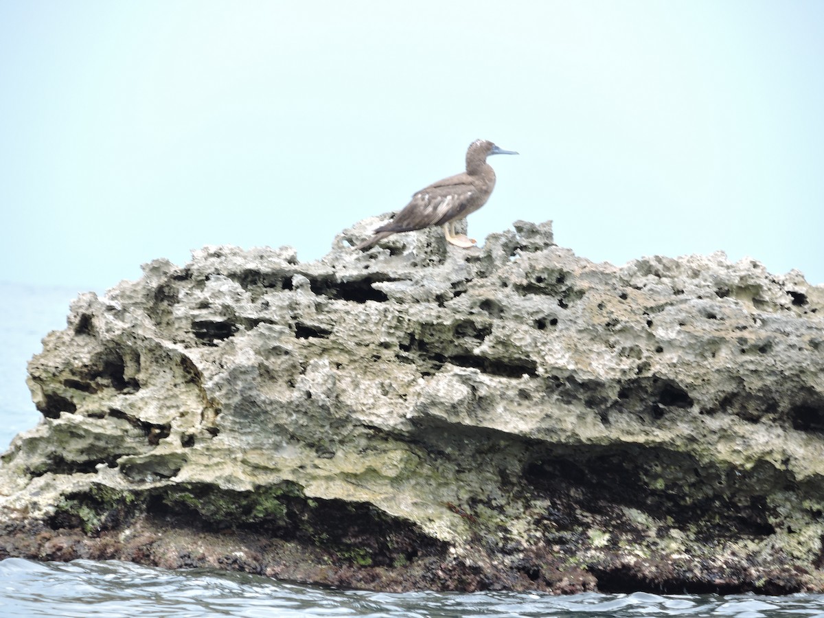 Red-footed Booby - ML135427931