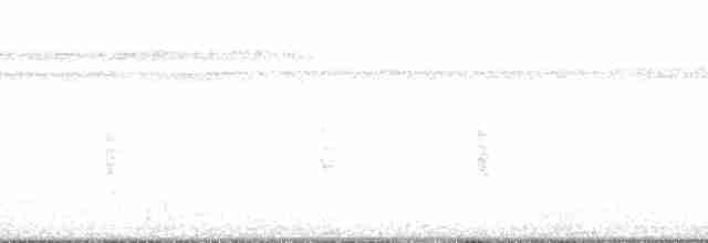 White Ibis - ML135430