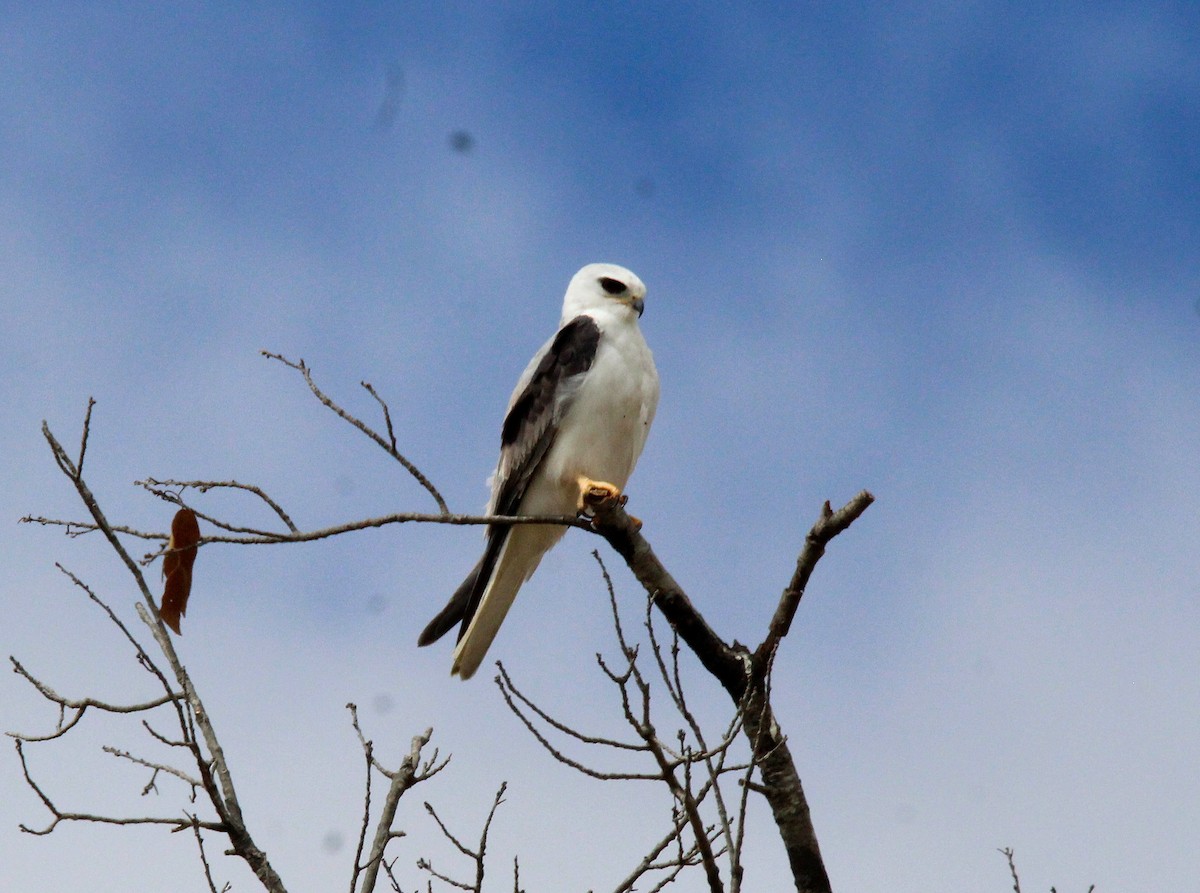 White-tailed Kite - Lisseth Hernández