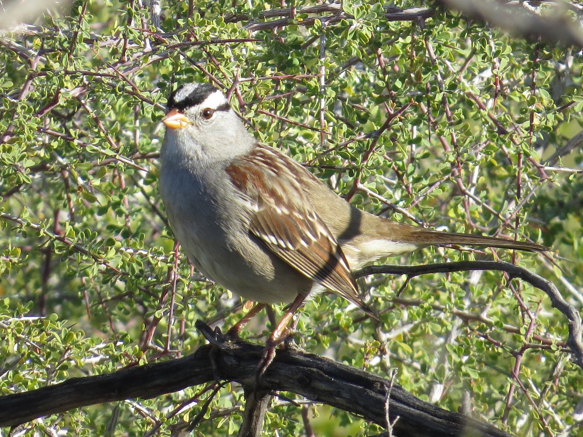 White-crowned Sparrow - Vincent Maglio