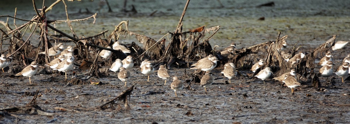 Semipalmated Plover - ML135431631