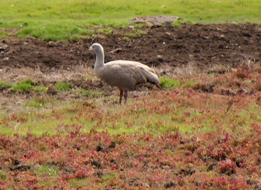 Cape Barren Goose - Sandra Dennis