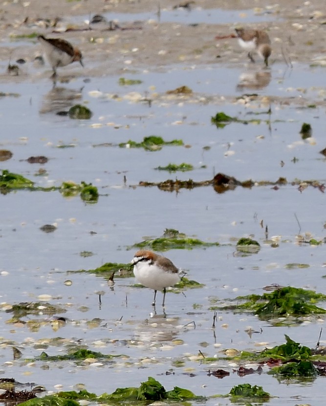 Red-capped Plover - ML135434091