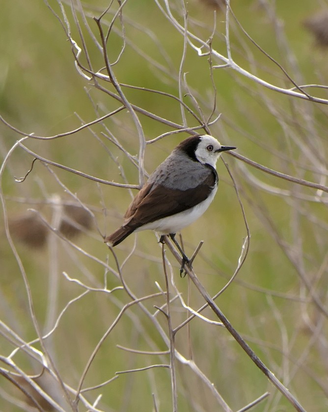 White-fronted Chat - ML135434441