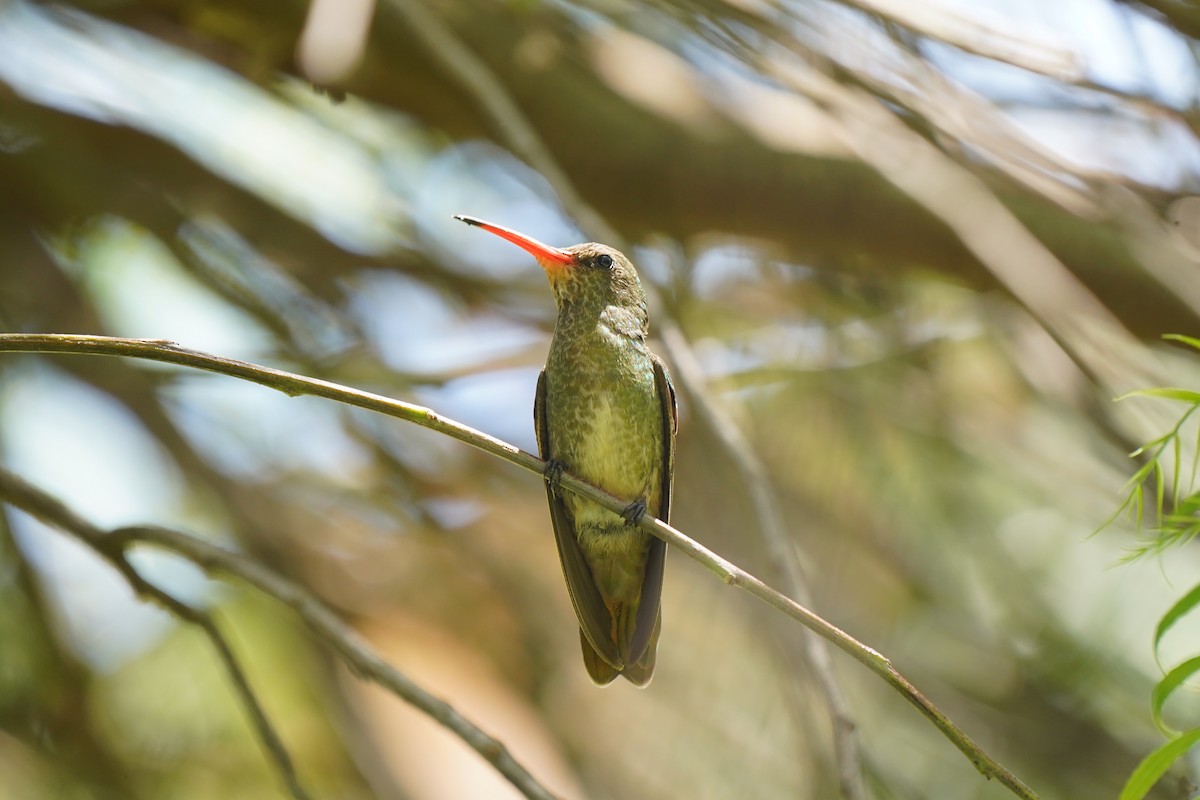 Gilded Hummingbird - Luis Piñeyrua