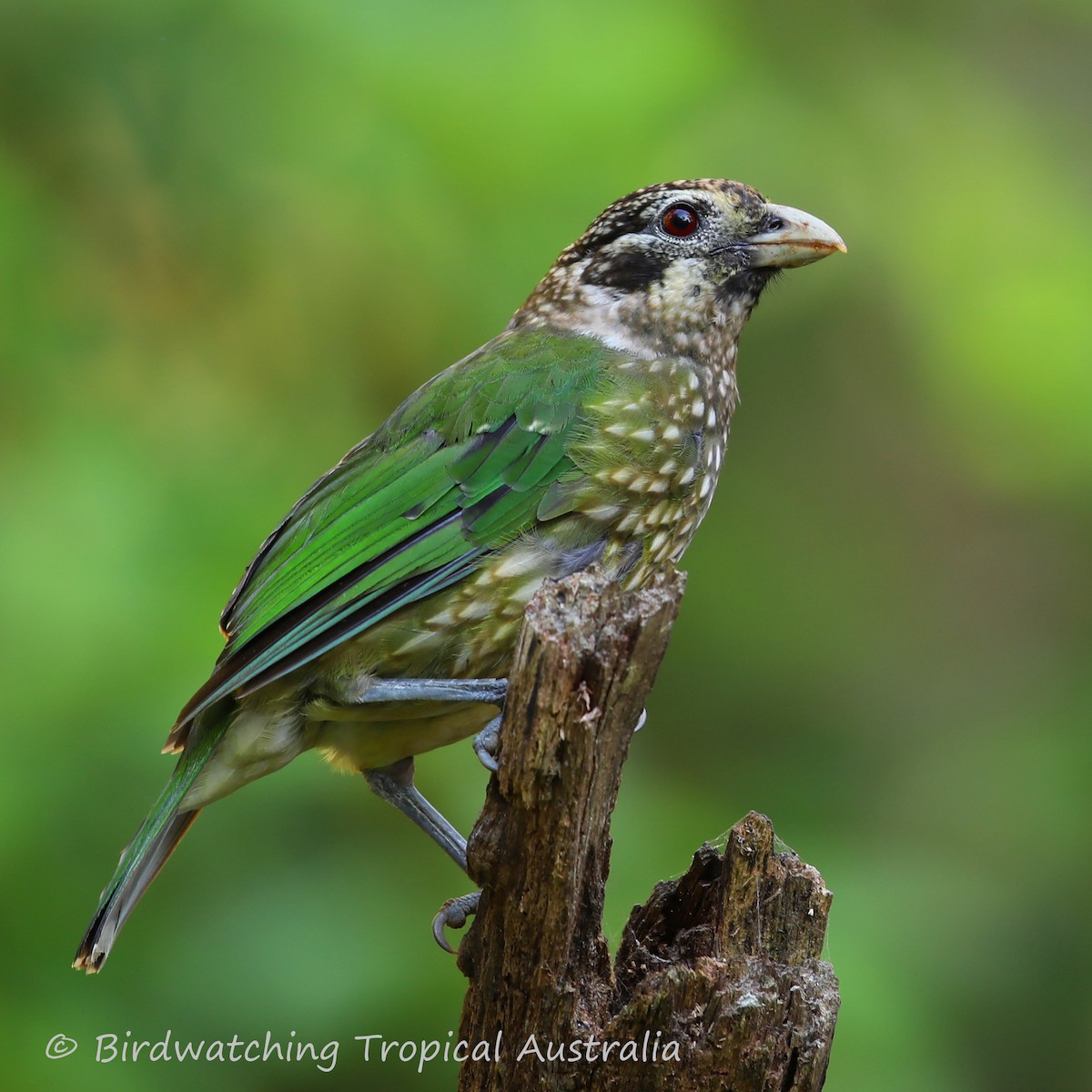 Spotted Catbird - Doug Herrington || Birdwatching Tropical Australia Tours
