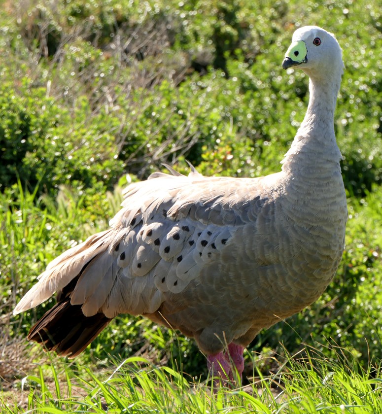 Cape Barren Goose - Sandra Dennis
