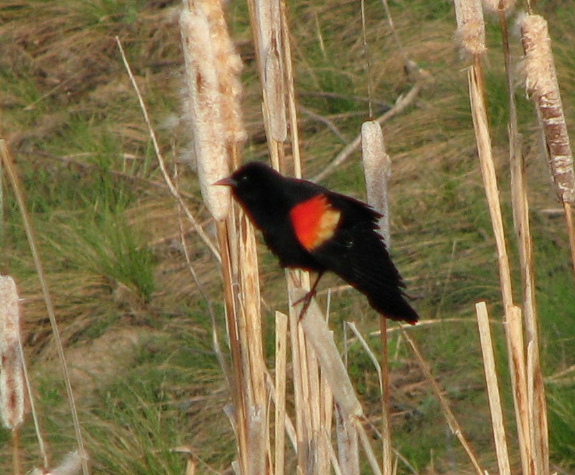 Red-winged Blackbird - Peter Olsoy