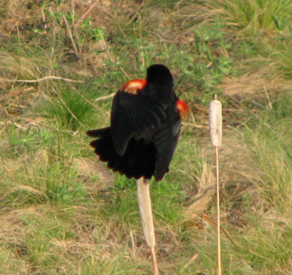 Red-winged Blackbird - Peter Olsoy