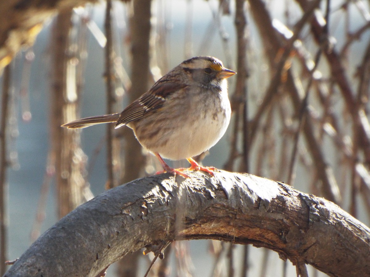 White-throated Sparrow - Jonathan Layman