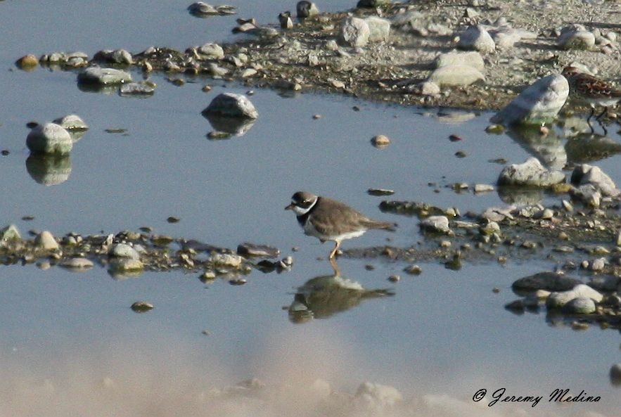 Semipalmated Plover - ML135439111