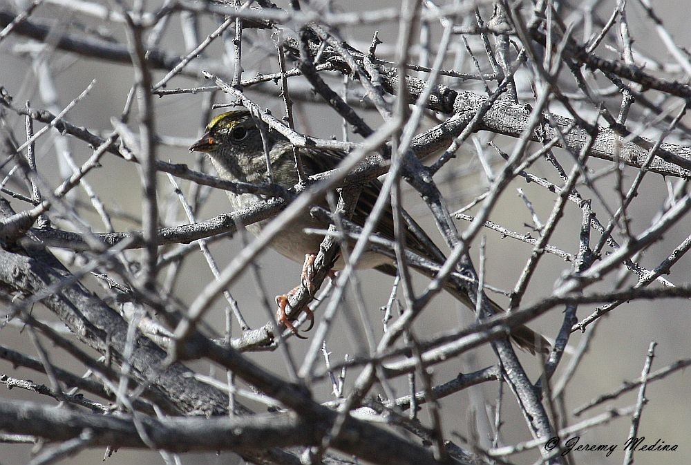 Golden-crowned Sparrow - Jeremy  Medina