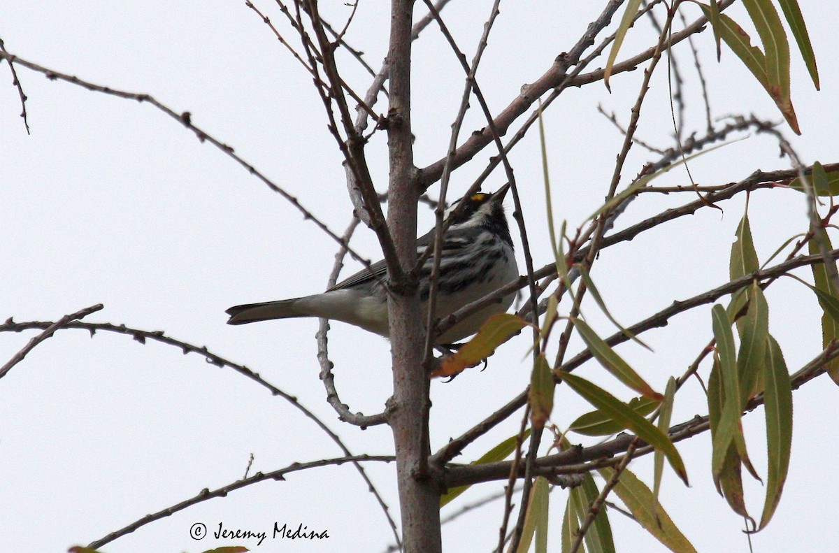 Black-throated Gray Warbler - ML135440841