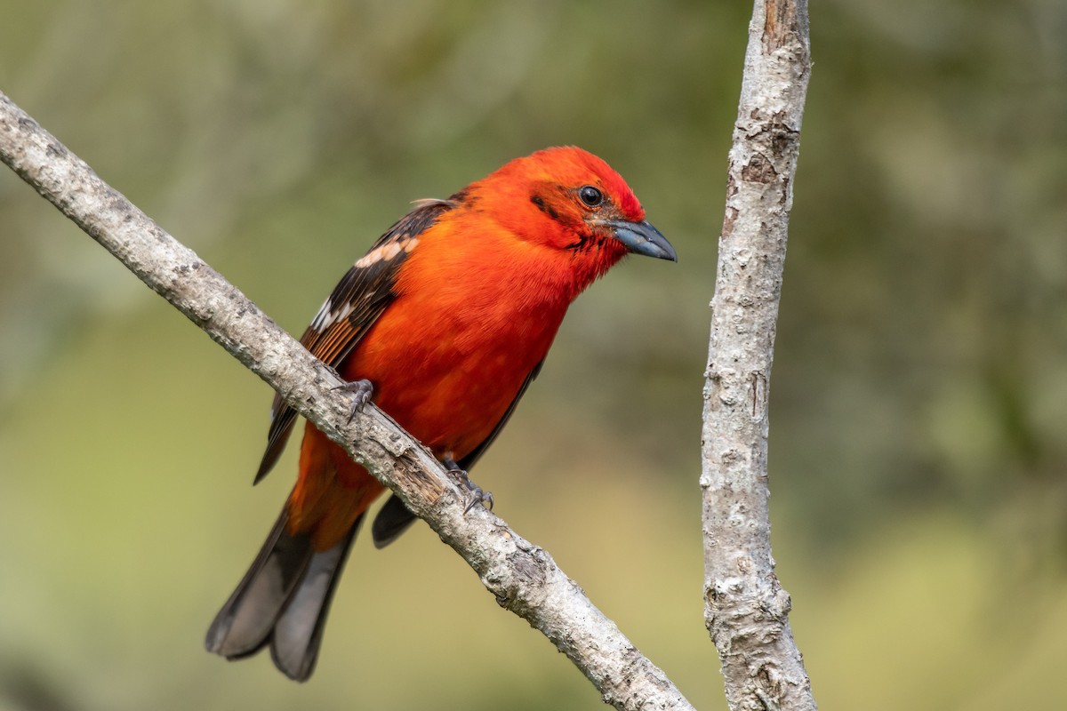 Flame-colored Tanager - ML135441811