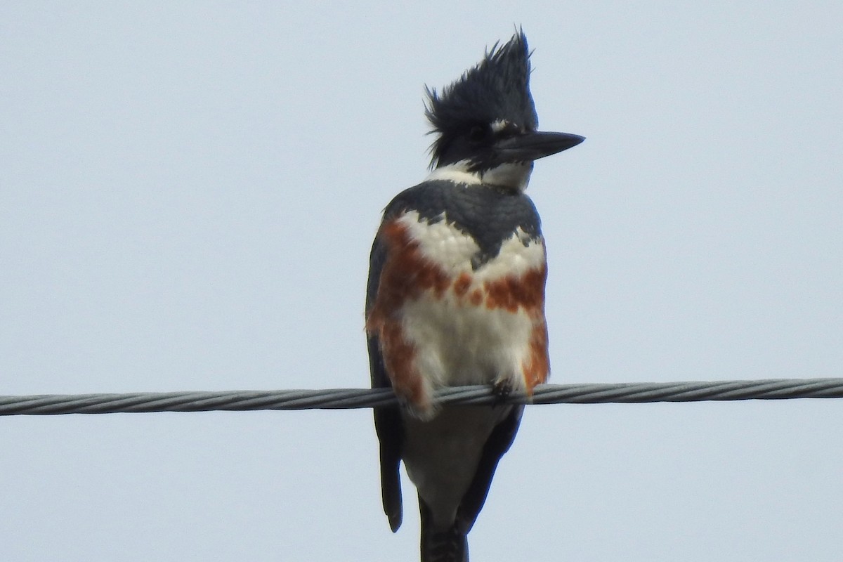 Belted Kingfisher - Wendy Meehan