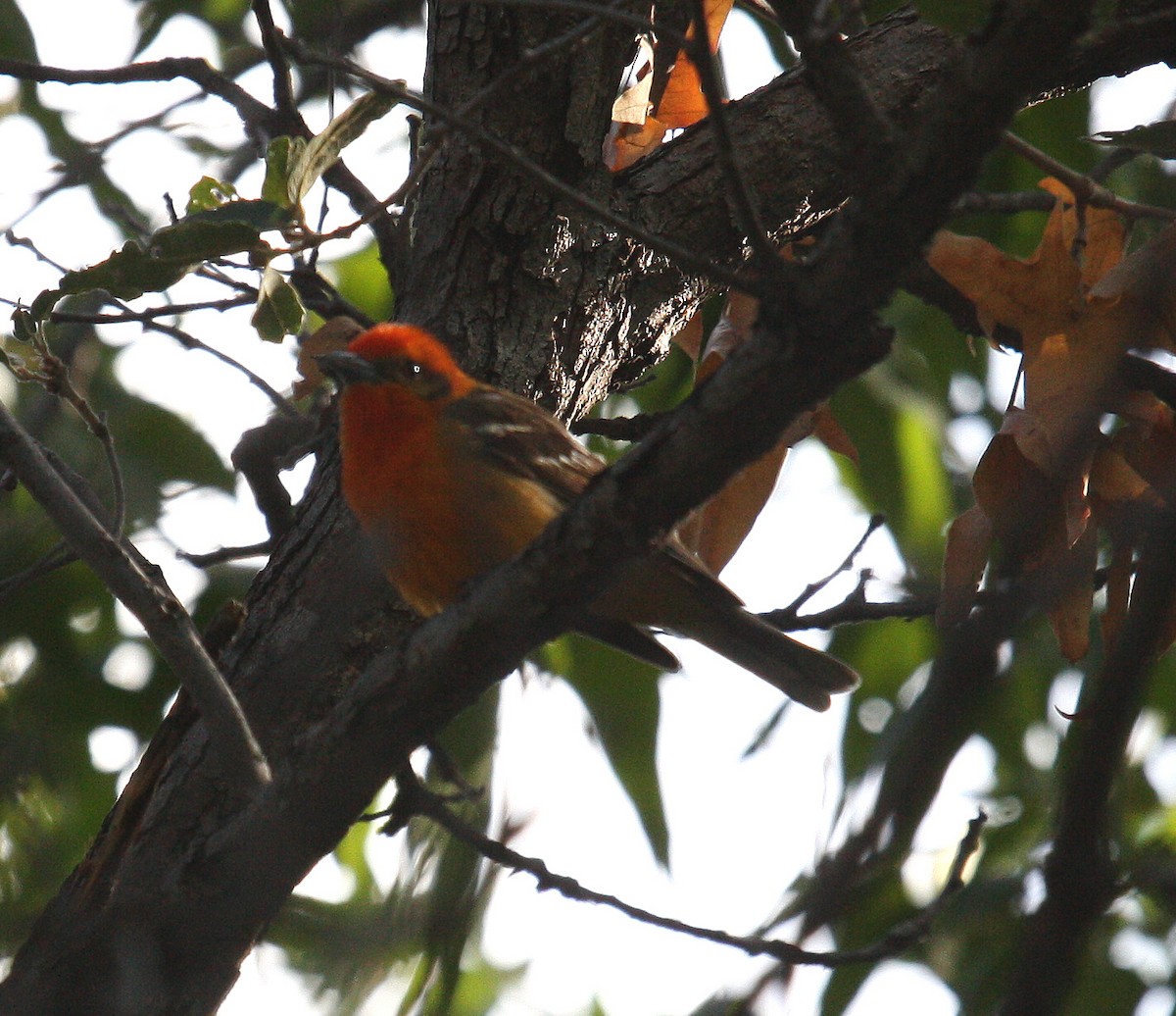 Flame-colored Tanager - ML135444441