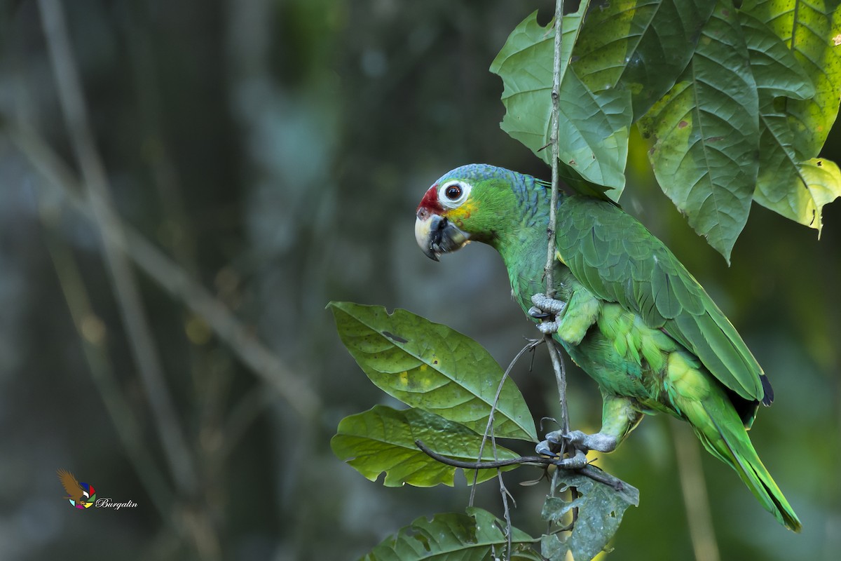Red-lored Parrot - ML135445651