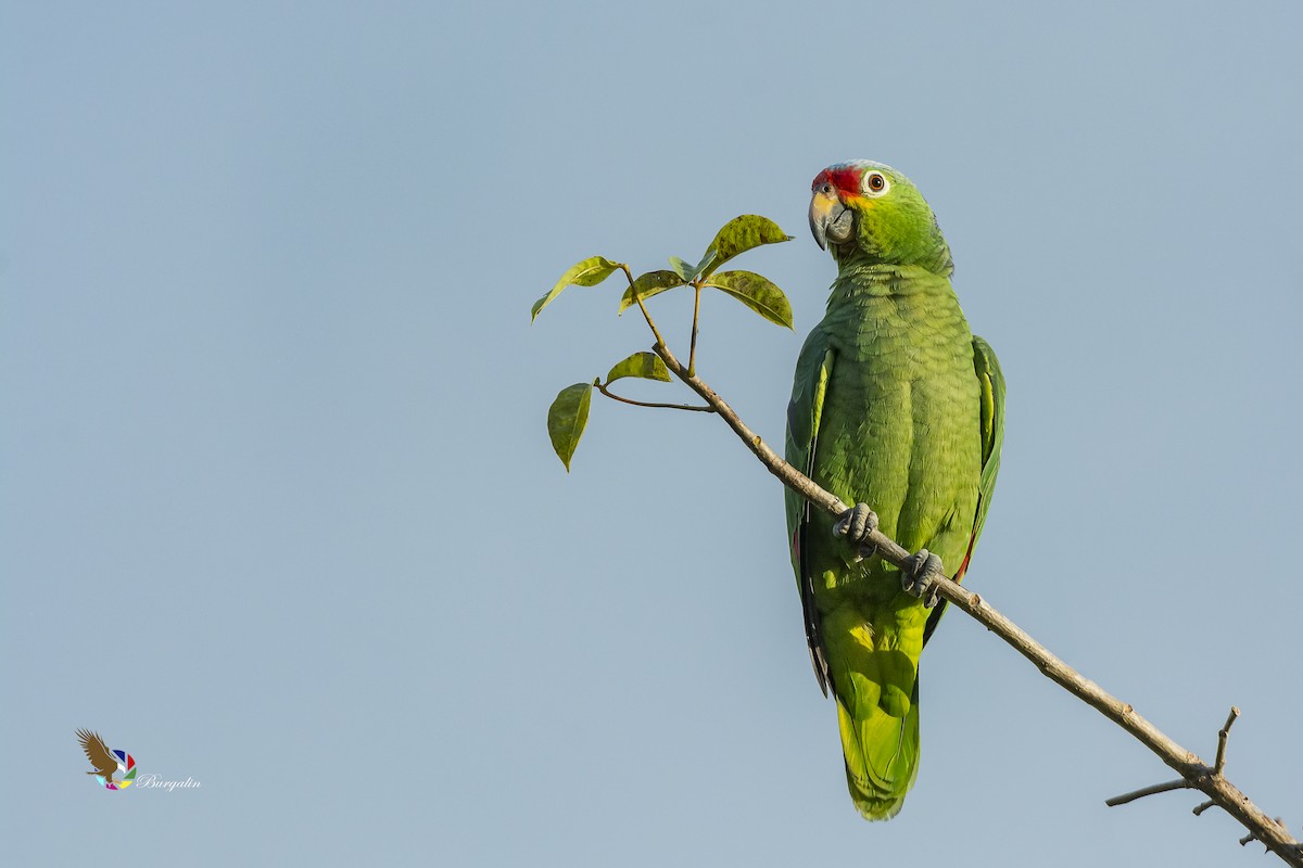 Red-lored Parrot - ML135445661