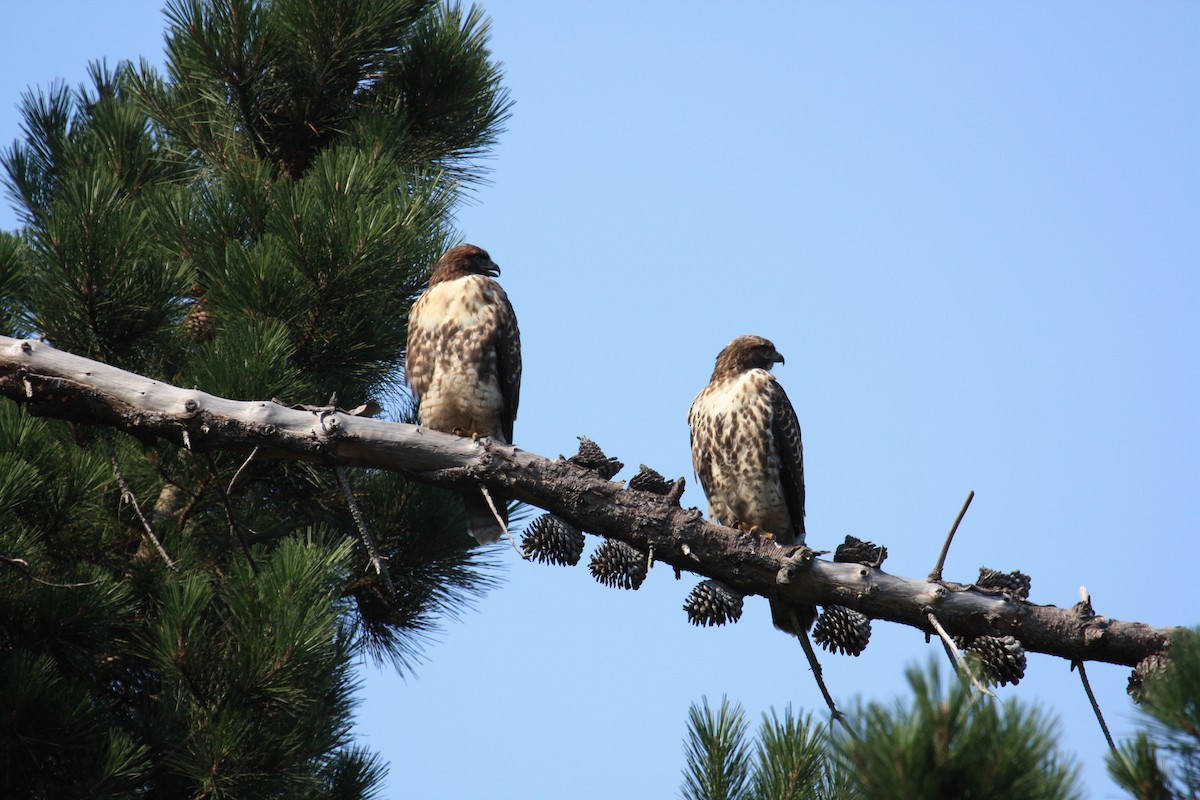 Red-tailed Hawk - ML135445731