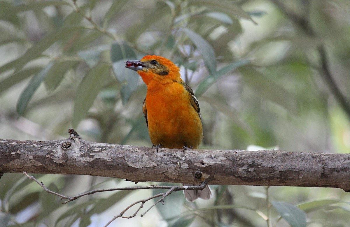 Flame-colored Tanager - ML135445871