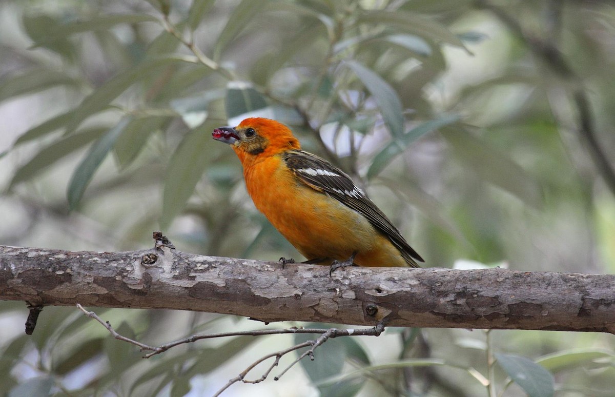 Flame-colored Tanager - ML135445891