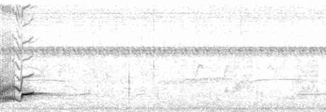 Weißbrauen-Heckensänger [leucophrys-Gruppe] - ML135446