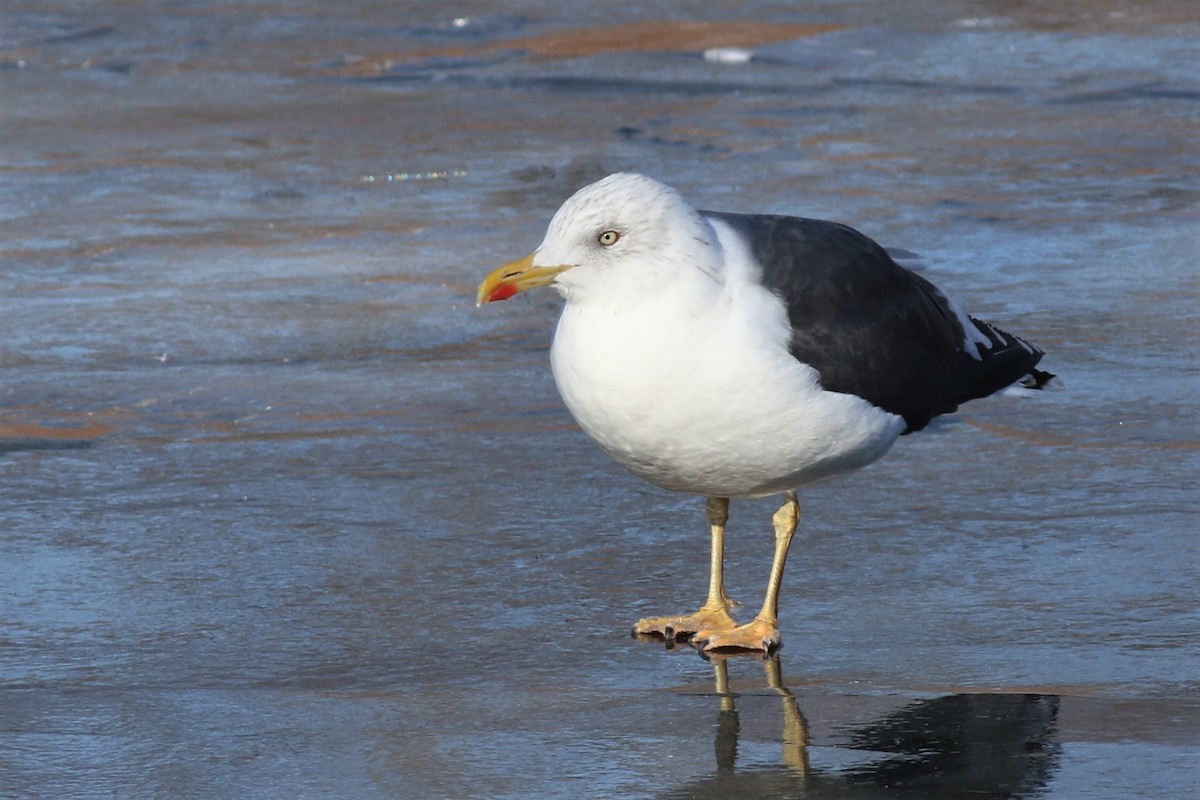 Lesser Black-backed Gull - Margaret Viens